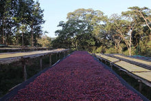 Load image into Gallery viewer, Ethiopian Mustefa Abakeno Lot 4 (Organic) - Kata Coffee Roasters